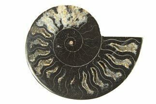 Cut & Polished Ammonite Fossil (Half) - Unusual Black Color #296292