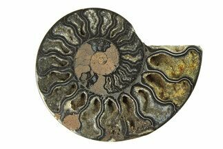 Cut & Polished Ammonite Fossil (Half) - Unusual Black Color #296296