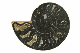 Cut & Polished Ammonite Fossil (Half) - Unusual Black Color #296302