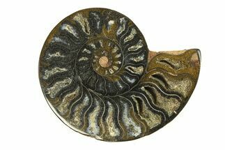 Cut & Polished Ammonite Fossil (Half) - Unusual Black Color #296317