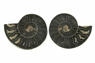 Cut & Polished Ammonite Fossil - Unusual Black Color #296281