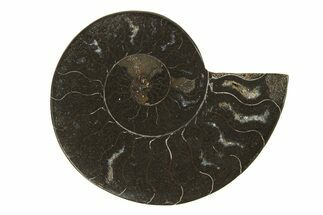 Cut & Polished Ammonite Fossil (Half) - Unusual Black Color #296285