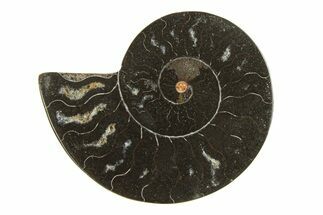 Cut & Polished Ammonite Fossil (Half) - Unusual Black Color #296286