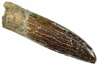 Fossil Sauropod Dinosaur (Titanosaur) Tooth - Morocco #297354