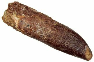 Fossil Sauropod Dinosaur (Titanosaur) Tooth - Morocco #297370