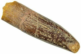 Fossil Sauropod Dinosaur (Titanosaur) Tooth - Morocco #297385