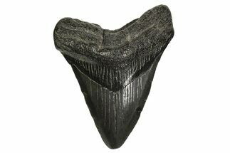 Fossil Megalodon Tooth - South Carolina #297440