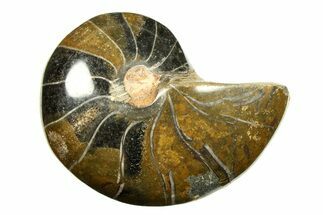 Polished Fossil Nautilus (Cymatoceras) - Unusual Dark Color! #297175