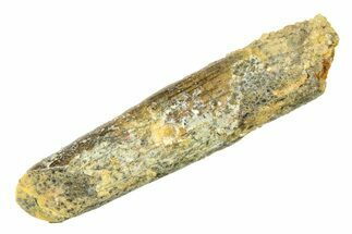 Fossil Sauropod Dinosaur (Rebbachisaurus) Tooth - Morocco #297398