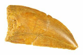 Serrated, Raptor Tooth - Real Dinosaur Tooth #297457
