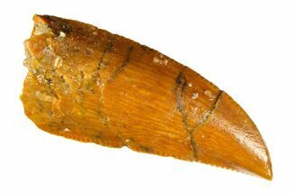 Serrated, Raptor Tooth - Real Dinosaur Tooth #297478