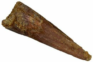 Fossil Pterosaur (Siroccopteryx) Tooth - Morocco #297006