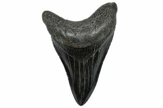 Serrated, Fossil Megalodon Tooth - South Carolina #297482