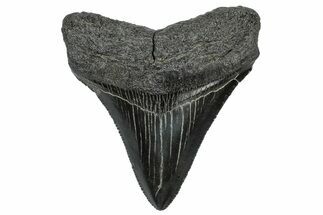Serrated, Fossil Megalodon Tooth - South Carolina #297493
