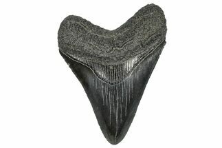 Serrated, Fossil Megalodon Tooth - South Carolina #297500