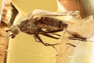 Detailed Fossil Dagger Fly (Gloma?) In Baltic Amber #296862