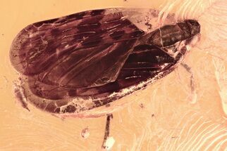 Detailed Fossil Planthopper (Fulgoroidea) In Baltic Amber #296870