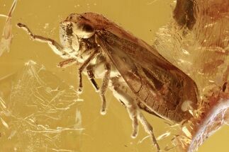 Detailed Fossil Froghopper (Cercopoidea) In Baltic Amber #296880