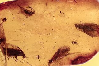 Five Detailed Fossil Caddisflies (Trichoptera) In Baltic Amber #296948