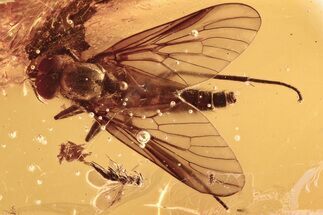 Detailed Fossil Predatory Snipe Fly and Wasp In Baltic Amber #296949