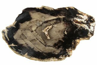 Polished Petrified Wood (Aruacaria) Slab - Australia #65599