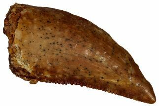 Serrated Raptor Tooth - Real Dinosaur Tooth #297756