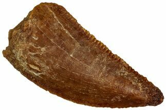Serrated Raptor Tooth - Real Dinosaur Tooth #297804