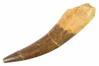 Fossil Plesiosaur (Zarafasaura) Tooth - Morocco #297867