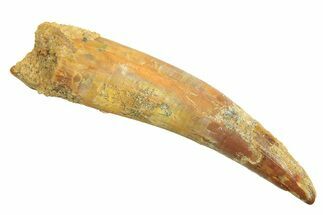 Fossil Pterosaur (Siroccopteryx) Tooth - Morocco #297017