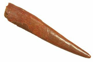 Fossil Pterosaur (Siroccopteryx) Tooth - Morocco #297039