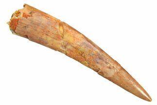 Fossil Pterosaur (Siroccopteryx) Tooth - Morocco #297061