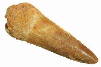 Fossil Spinosaurus Tooth - Real Dinosaur Tooth #296827