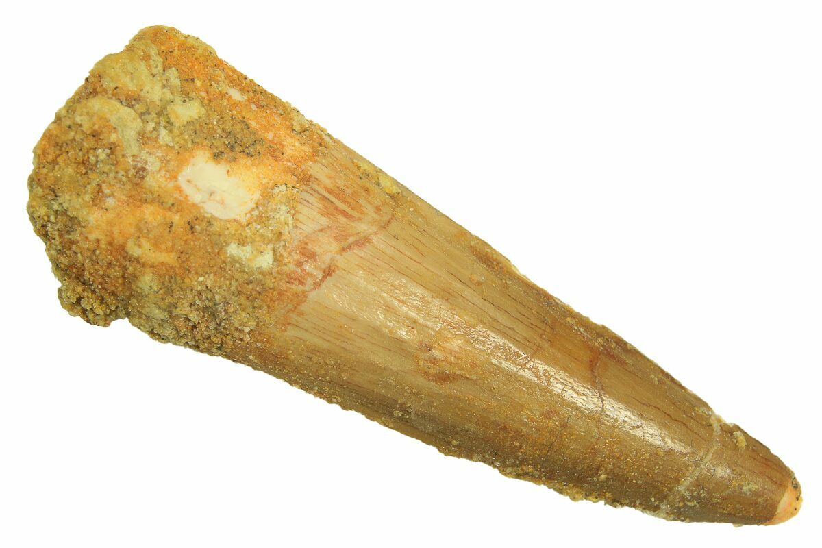 Fossil Spinosaurus Tooth Real Dinosaur Tooth For Sale