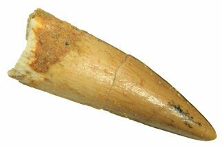 Juvenile Fossil Spinosaurus Tooth - Real Dinosaur Tooth #296848