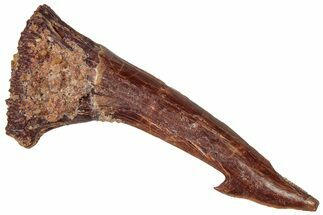 Fossil Sawfish (Onchopristis) Rostral Barb - Morocco #298249