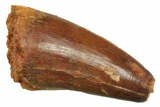 Cretaceous Fossil Crocodylomorph Tooth - Morocco #298096