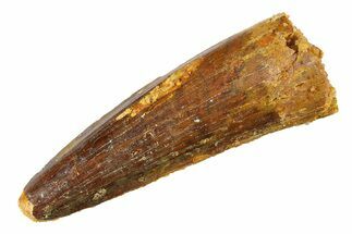 Fossil Spinosaurus Tooth - Real Dinosaur Tooth #298103