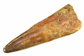 Partially Rooted Crocodylomorph Tooth - Morocco #298188