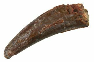 Fossil Pterosaur (Siroccopteryx) Tooth - Morocco #297955