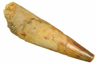 Fossil Pterosaur (Siroccopteryx) Tooth - Morocco #297958