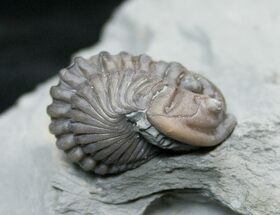 Enrolled Flexicalymene Trilobite In Matrix - Ohio #16440