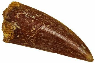 Raptor Tooth - Real Dinosaur Tooth #298227