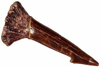 Fossil Sawfish (Onchopristis) Rostral Barb - Morocco #298230