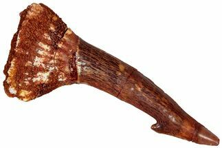 Fossil Sawfish (Onchopristis) Rostral Barb - Morocco #298235