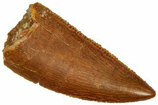 Serrated Raptor Tooth - Real Dinosaur Tooth #298133