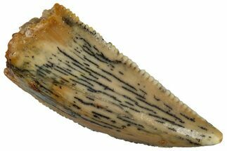 Serrated Raptor Tooth - Real Dinosaur Tooth #298134