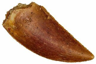 Serrated Raptor Tooth - Real Dinosaur Tooth #298192
