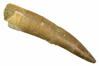 Fossil Plesiosaur (Zarafasaura) Tooth - Morocco #298326