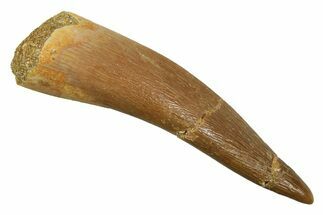 Fossil Plesiosaur (Zarafasaura) Tooth - Morocco #298327