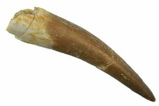 Fossil Plesiosaur (Zarafasaura) Tooth - Morocco #298328